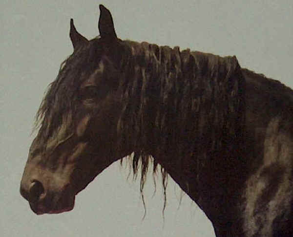 MURGESE